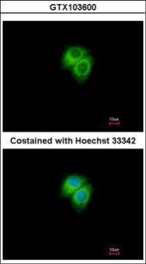 Anti-Adenylate kinase 7 antibody [N2C3] used in ICC/IF. GTX103600