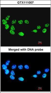 Anti-CDC26 antibody [N1C3] used in ICC/IF. GTX111007