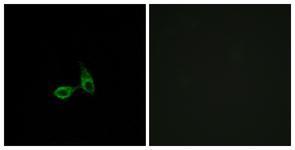 Anti-CDH24 antibody used in ICC/IF. GTX87920
