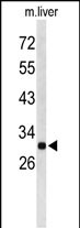 Anti-AFMID antibody, N-term used in Western blot. GTX80513