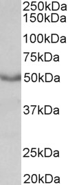 Anti-CHRM1 antibody, C-term used in Western blot. GTX31062