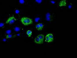Anti-CISD1 antibody [2B3] used in ICC/IF. GTX84683