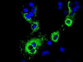 Anti-CISD1 antibody [3A1] used in ICC/IF. GTX84682
