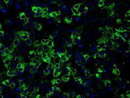 Anti-CISD1 antibody [4G3] used in ICC/IF. GTX84684