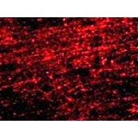 Anti-CLIP170 antibody used in ICC/IF. GTX85030