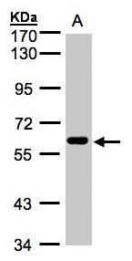Anti-CLK2 antibody [N3C3] used in Western blot. GTX107930