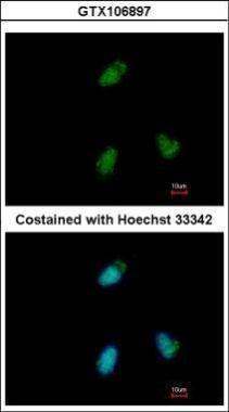 Anti-CLUAP1 antibody used in ICC/IF. GTX106897