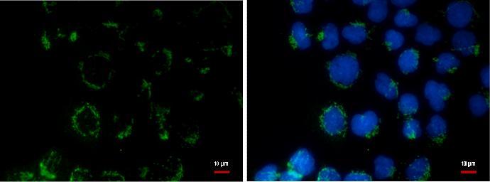 Anti-COL11A2 antibody [GT473] used in ICC/IF. GTX629740