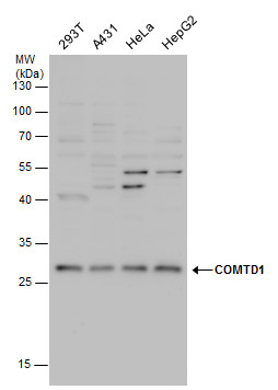 Anti-COMTD1 antibody used in Western blot. GTX120784