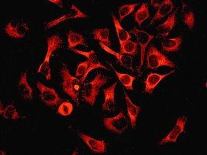 Anti-COX1 antibody [EPR5866] used in ICC/IF. GTX63375