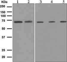 Anti-COX1 antibody [EPR5867] used in Western blot. GTX63493