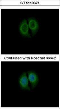 Anti-CPNE4 antibody used in ICC/IF. GTX119671