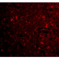 Anti-CTRP4 antibody used in ICC/IF. GTX85503