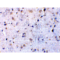 Anti-CTRP7 antibody used in Immunohistochemistry. GTX85501