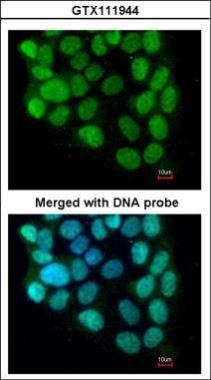 Anti-cyclin T2 antibody [C2C3], C-term used in ICC/IF. GTX111944