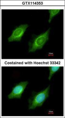 Anti-CYP4A11 antibody [N3C3] used in ICC/IF. GTX114353