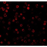 Anti-DAD1 antibody used in ICC/IF. GTX85083