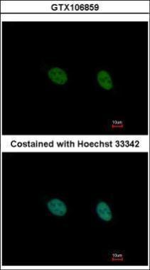 Anti-DAZ3 antibody used in ICC/IF. GTX106859