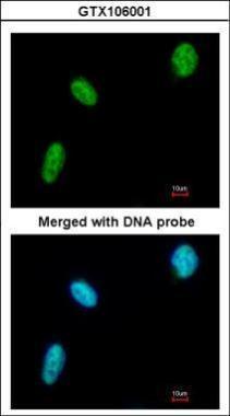 Anti-DDX39 antibody [N1C3] used in ICC/IF. GTX106001