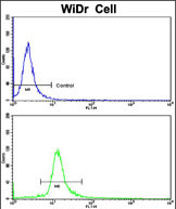 Anti-DDX53 antibody, C-term used in Flow cytometry/FACS. GTX81413