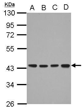 Anti-DNAJB12 antibody [N2C3] used in Western blot. GTX103639