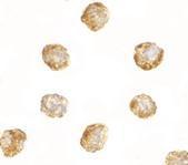 Anti-DNAL1 antibody used in ICC/IF. GTX85387