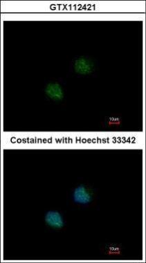 Anti-DOM3Z antibody [N1C1] used in ICC/IF. GTX112421