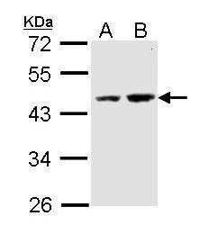 Anti-DOM3Z antibody [N1C1] used in Western blot. GTX112421