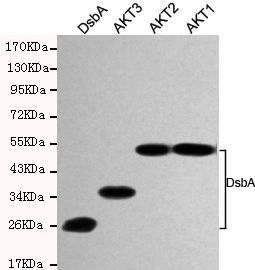 Anti-DsbA antibody [1A2-D4-G10] used in Western blot. GTX49173