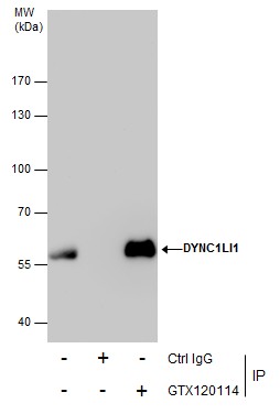 Anti-DYNC1LI1 antibody used in Immunoprecipitation. GTX120114
