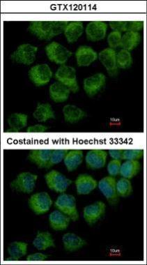Anti-DYNC1LI1 antibody used in ICC/IF. GTX120114