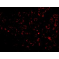 Anti-Albumin antibody used in ICC/IF. GTX85111