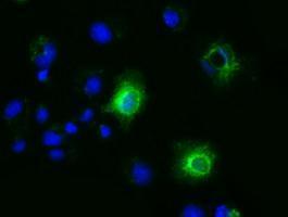 Anti-EFNA2 antibody [2D6] used in ICC/IF. GTX84591