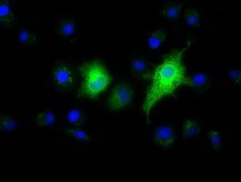 Anti-EFNA2 antibody [4C3] used in ICC/IF. GTX84590