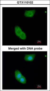 Anti-EHBP1 antibody [N3C2], Internal used in ICC/IF. GTX110102