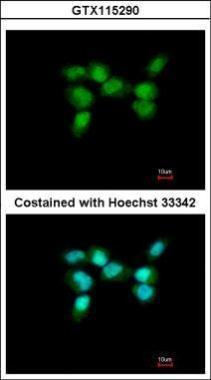 Anti-EIF4A3 antibody used in ICC/IF. GTX115290