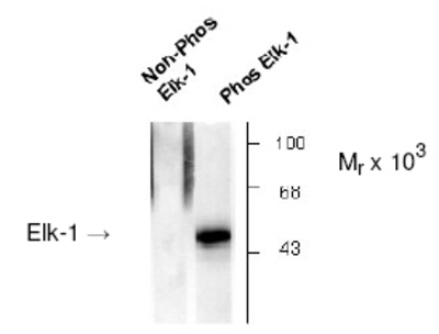 Anti-ELK (phospho Ser383) antibody used in Western blot. GTX23913