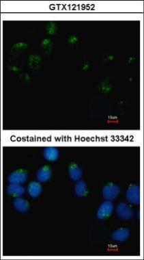 Anti-EMB antibody [N3C3] used in ICC/IF. GTX121952