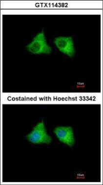 Anti-EML1 antibody [C2C3], C-term used in ICC/IF. GTX114382