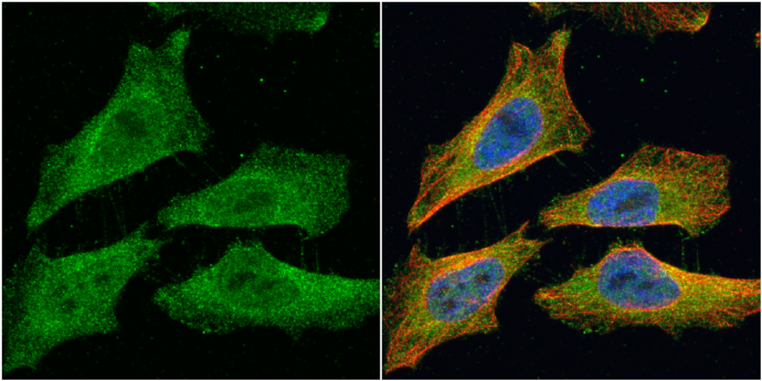 Anti-EML1 antibody [C3], C-term used in ICC/IF. GTX100252