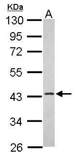 Anti-ERLIN1 antibody used in Western blot. GTX120815