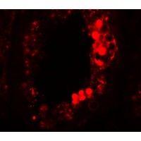 Anti-ESX1 antibody used in ICC/IF. GTX85009