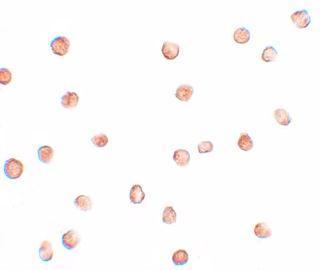 Anti-FAM82A1 antibody used in ICC/IF. GTX85107