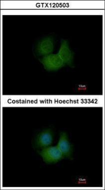 Anti-FBXL16 antibody [N2C3] used in ICC/IF. GTX120503