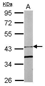 Anti-FBXO15 antibody [N1C1] used in Western blot. GTX107090