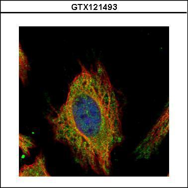 Anti-FEM1C antibody used in ICC/IF. GTX121493