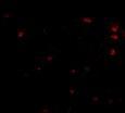 Anti-FEZ2 antibody used in ICC/IF. GTX85422