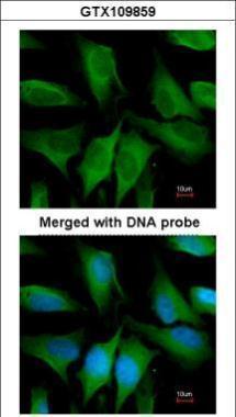 Anti-FGD4 antibody [N1N3] used in ICC/IF. GTX109859