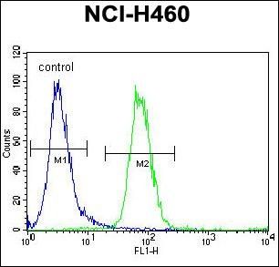 Anti-FOXD4L1 antibody used in Flow cytometry/FACS. GTX53543