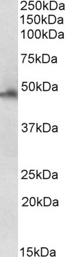 Anti-FOXL2 antibody, C-term used in Western blot. GTX25096